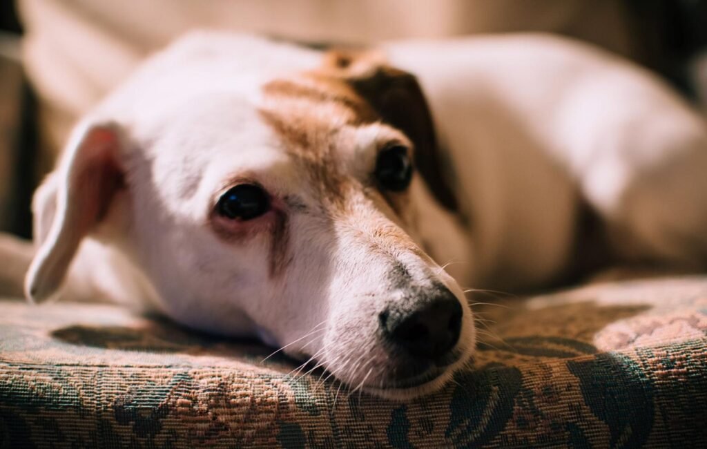Einschläfern Kosten: älterer Hund ruht friedlich auf einem Sofa