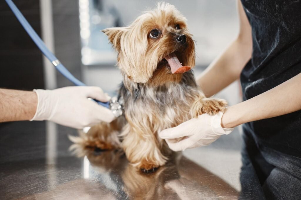 Welpe Tierarztkosten: kleiner Hund wird in der Tierarztpraxis mit dem Stethoskop untersucht