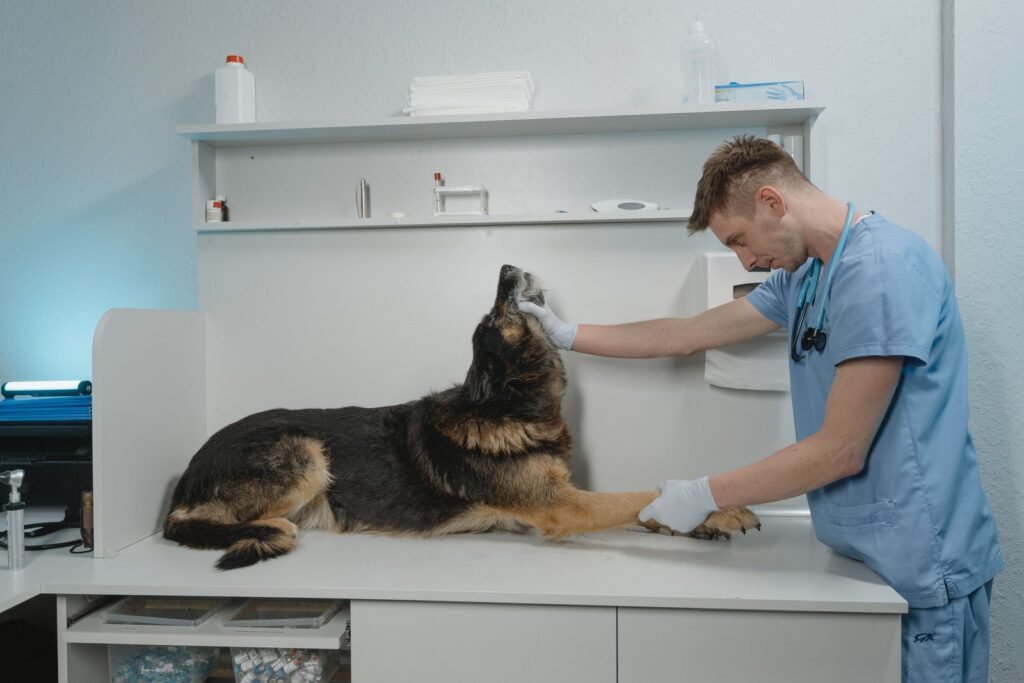Tierarzt Notfall Kosten: Tierarzt untersucht einen Hund auf dem Behandlungstisch